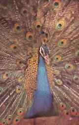 images_for_Bill/BillPeacockPostcard32.JPG