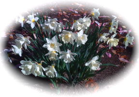 IMG_0763_2_daffodils.jpg