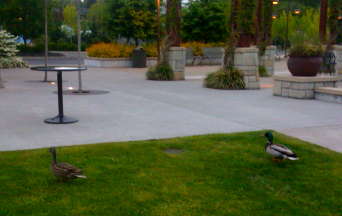 IMG_1174_ducks_pose.jpg