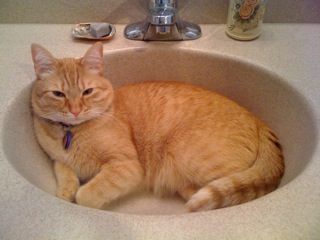 IMG_cat_in_sink.jpg