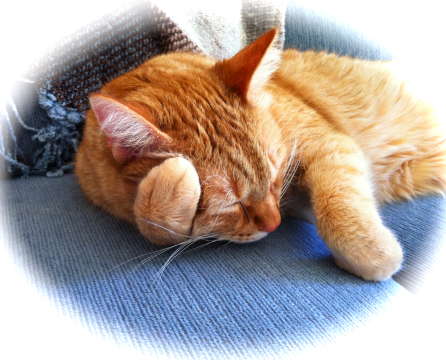 IMG_cat_serenity.jpg