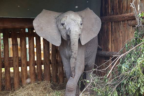 IMG_elephant_Africa_Ziwa.jpg