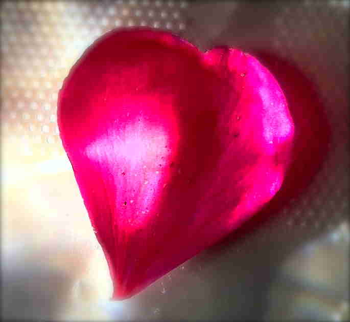 IMG_heart_rounded_geranium.jpg