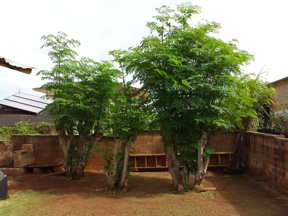 IMG_maringa_trees_Hawaii.jpg