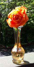 IMG_rose_used_in_solar_halo_photo.jpg