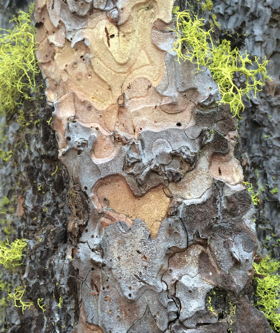 IMG_tree_bark_heart.jpg